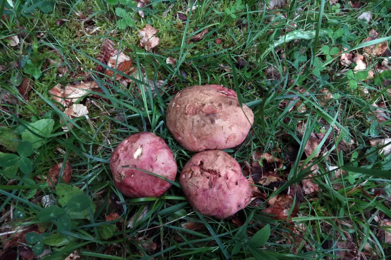 Butyriboletus regius 1 - IMG_7138